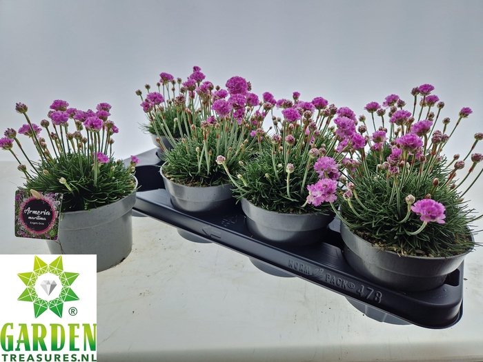 <h4>ARMERIA MARITIMA</h4>