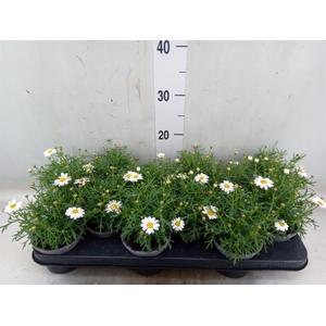 Argyranthemum  'La Rita White'