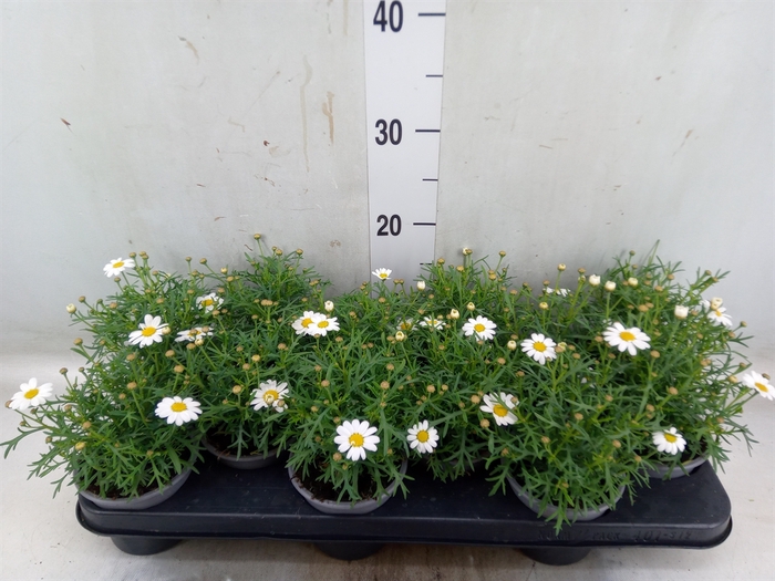<h4>Argyranthemum  'La Rita White'</h4>