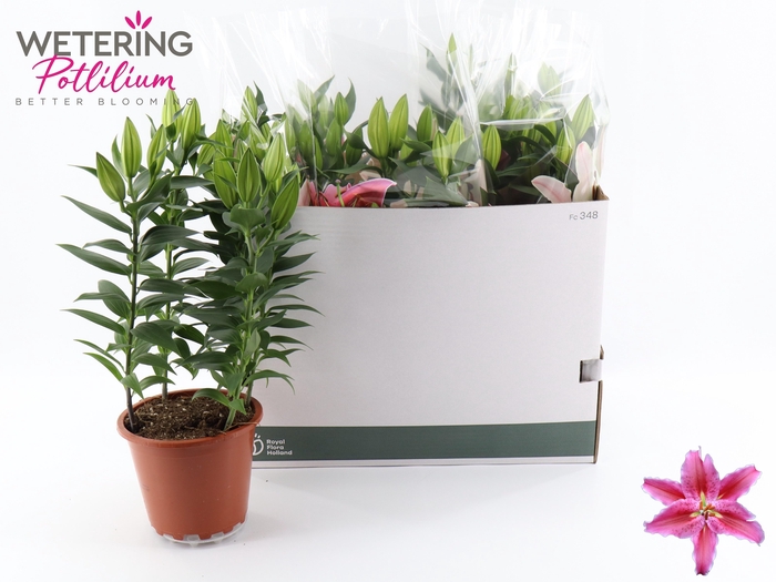 <h4>LIL OR SUN MARTINIQU</h4>