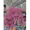Calluna Beauty Ladies pink