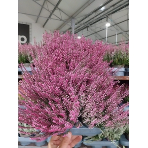 Calluna Beauty Ladies pink