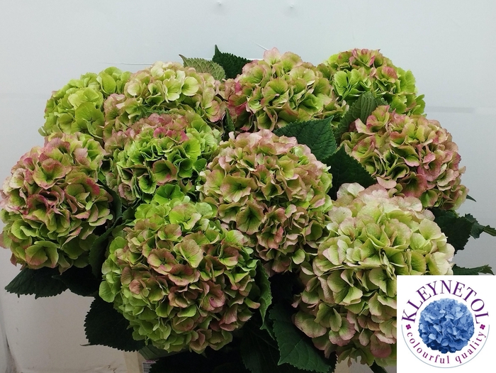 <h4>HYDR M CH VERENA CL</h4>