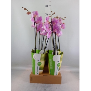 Phalaenopsis   ...rose