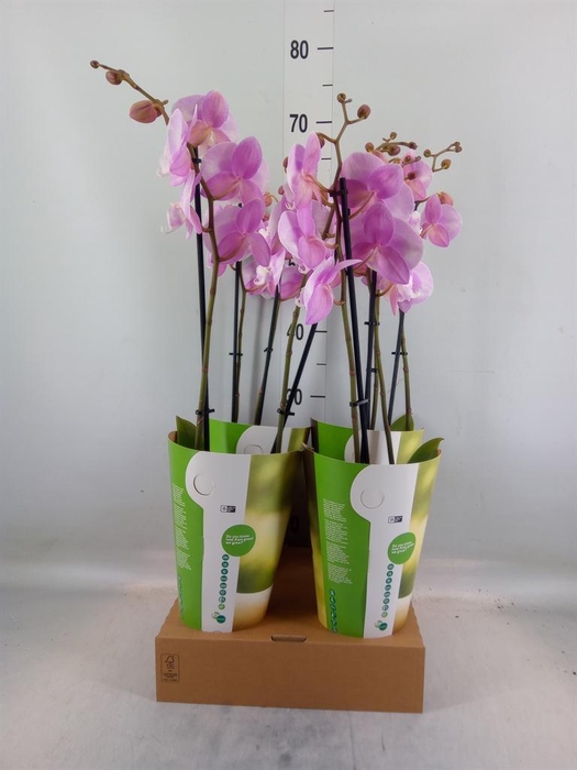 <h4>Phalaenopsis   ...rose</h4>
