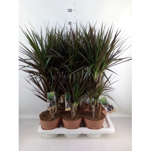 Dracaena marg. 'Magenta'