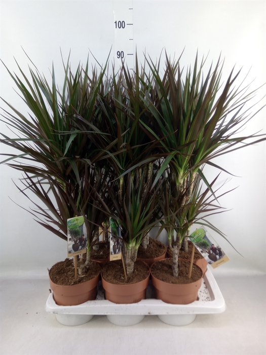 <h4>Dracaena marg. 'Magenta'</h4>