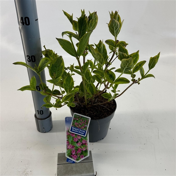 <h4>Weigela florida 'Brigela' PBR</h4>