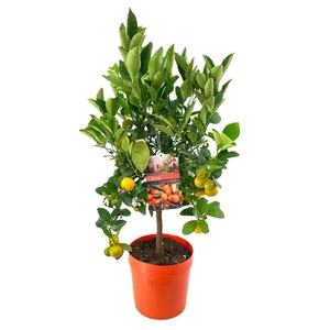 Citrus calamondin