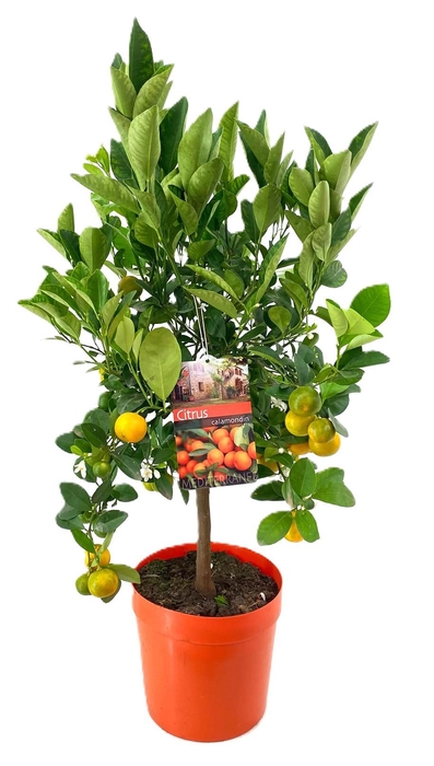 <h4>Citrus calamondin</h4>
