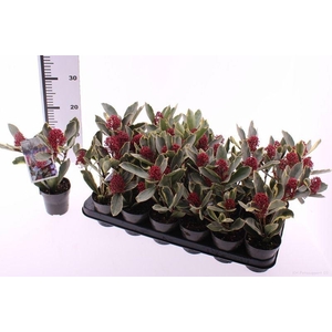 Skimmia japonica 'Perosa'