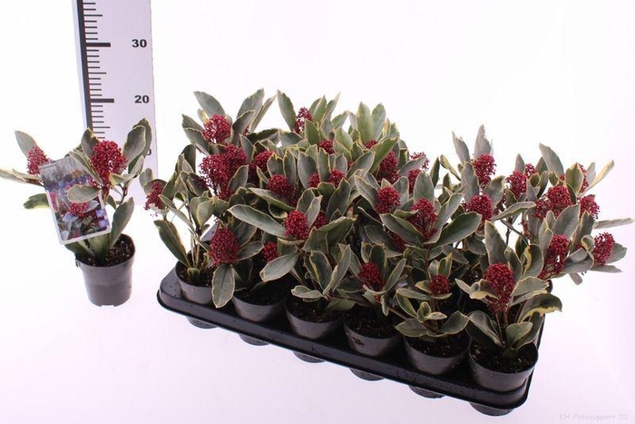 <h4>Skimmia japonica 'Perosa'</h4>