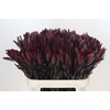 Leucadendron Saf Sunset Dark R.