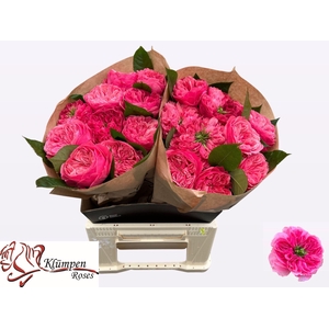 ROSA GR 'MIDDLETON'