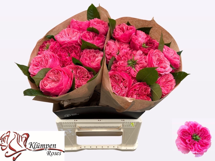 <h4>ROSA GR 'MIDDLETON'</h4>