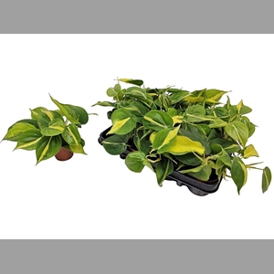 PHIL SCANDENS BRASIL