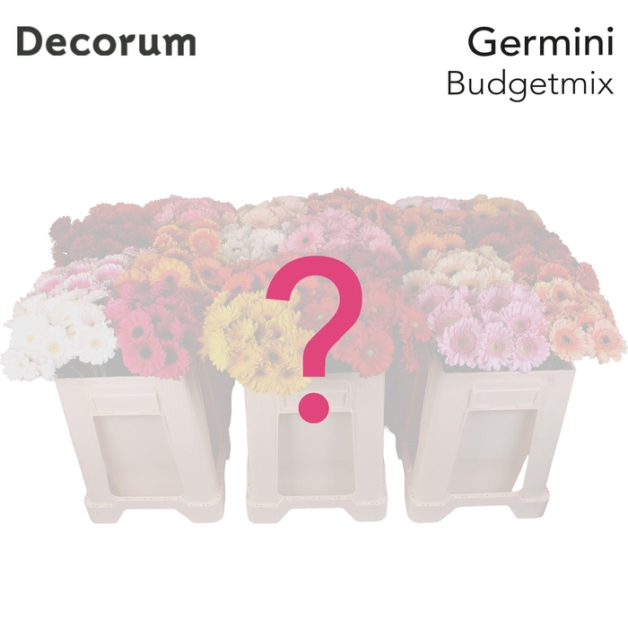 <h4>Germini Mix Budget  Water</h4>