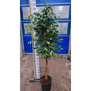 Ficus benja. 'Exotica'