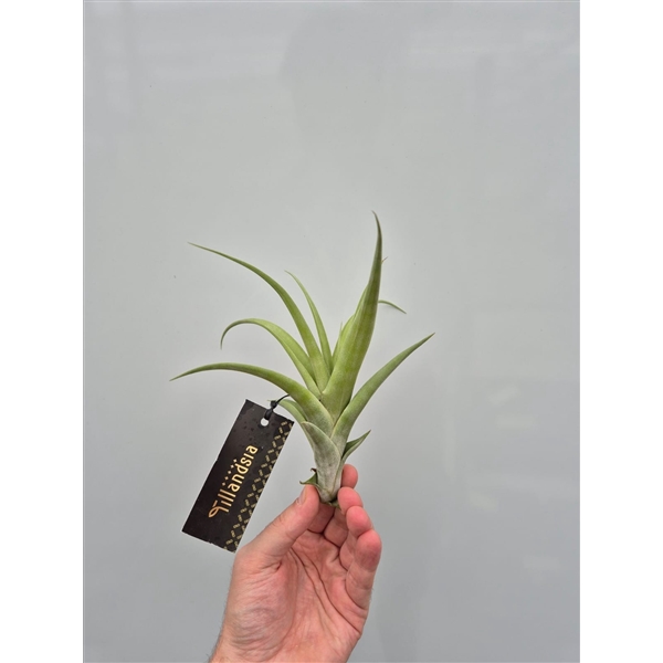 <h4>Tillandsia Flexuosa M met Label</h4>