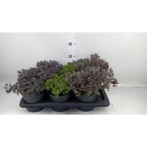 Sedum   ...mix