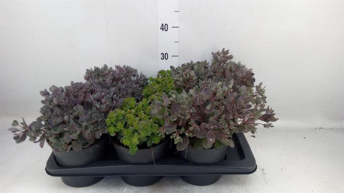 <h4>Sedum   ...mix</h4>