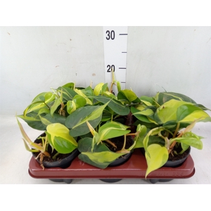 Philodendron scand. 'Brasil'