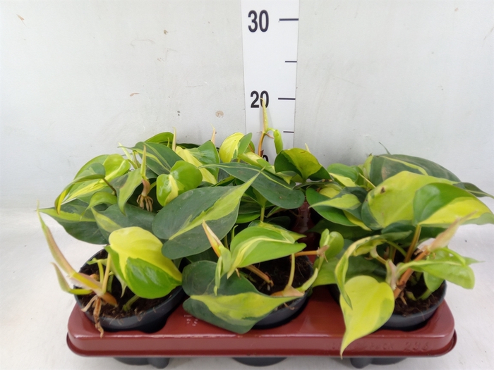 <h4>Philodendron scand. 'Brasil'</h4>