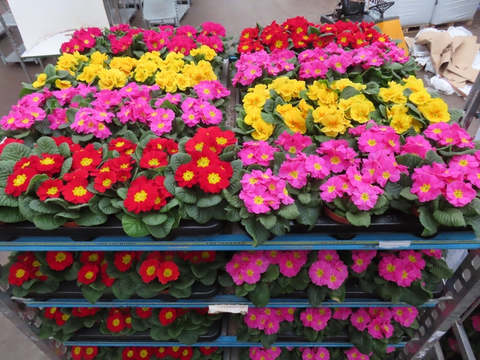 <h4>PRIM AC MIXK</h4>