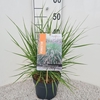 Pennisetum alopecuroides