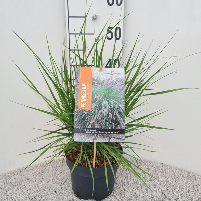 Pennisetum alopecuroides
