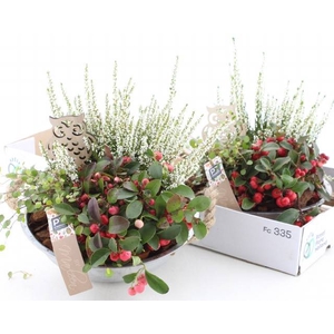 ARR TUINPLANTEN