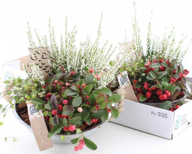 <h4>ARR TUINPLANTEN</h4>