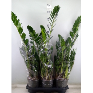 Zamioculcas zamiifolia