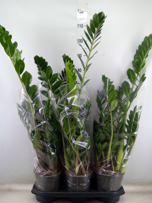 <h4>Zamioculcas zamiifolia</h4>