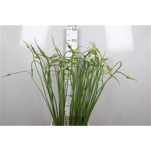 Allium Sat Ophioscor