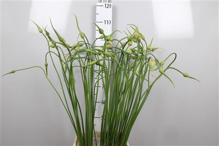 <h4>Allium Sat Ophioscor</h4>