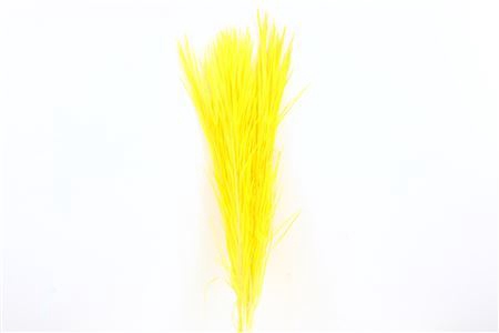 <h4>Pres Phoenix Yellow Bunch</h4>