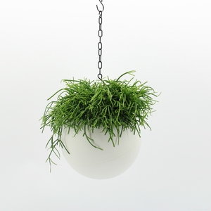 Globee Indoor Rhipsalis Cassutha 114