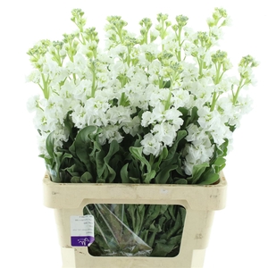 Matth Iron White