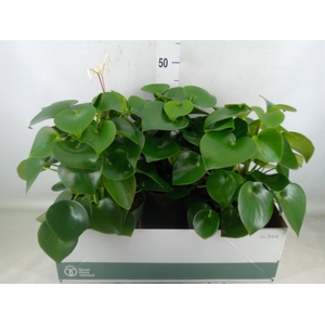 Peperomia polybotrya 'Raindrop'