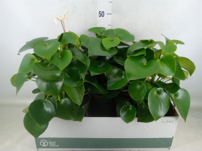 <h4>Peperomia polybotrya 'Raindrop'</h4>