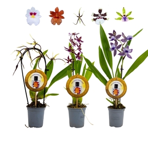 Orchideeen