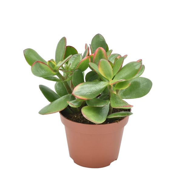 <h4>Crassula Ovata Sunset</h4>