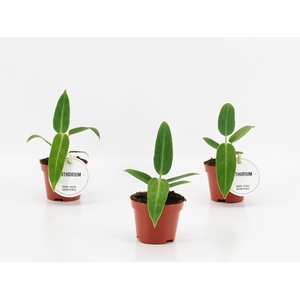 Anthurium Warocqueanum