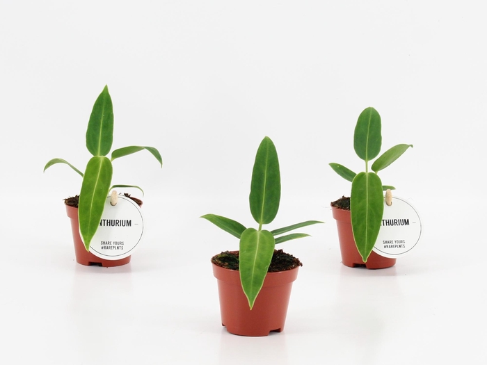 <h4>Anthurium Warocqueanum</h4>