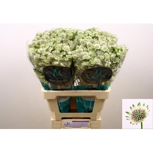 Astrantia Billion Stars XL Marginpar