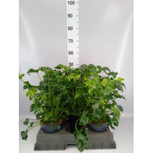 Philodendron   ...