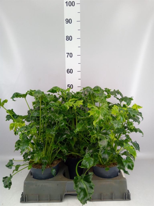 <h4>Philodendron   ...</h4>