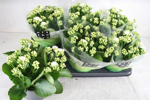 <h4>KAL GE WHITES WHITE</h4>