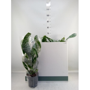 Aechmea fasciata 'Primera'